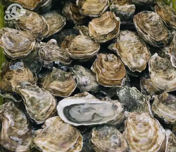 group of oysters in water